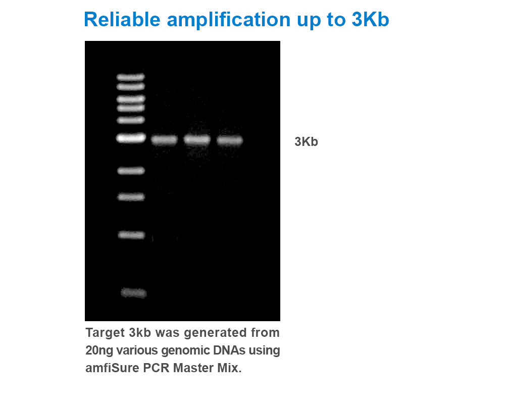 amfiSure PCR Premix Mix