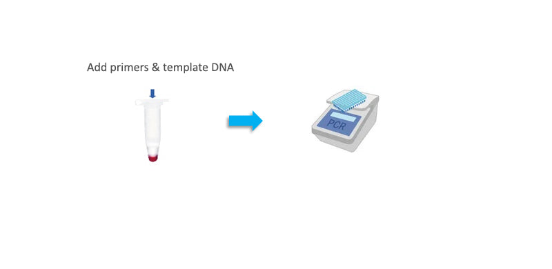 amfiSure PCR Premix Mix