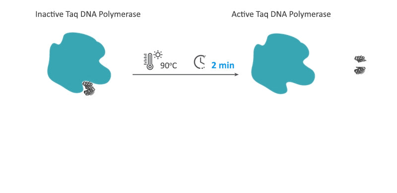 amfiSure Hot-Start Taq DNA Polymerase