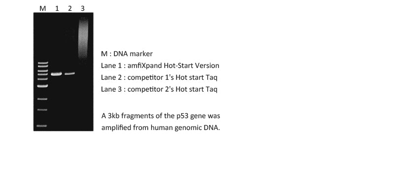 amfiXpand Hot-Start Version , Including dNTP&MgCl2
