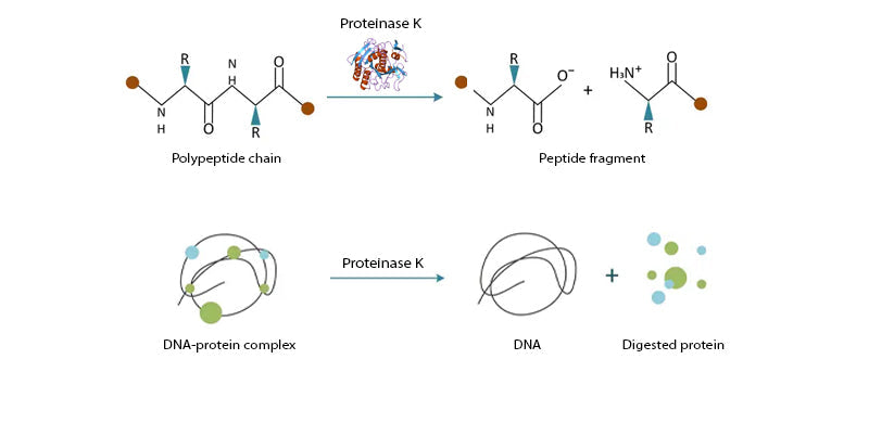 Proteinase K, 20mg/ml