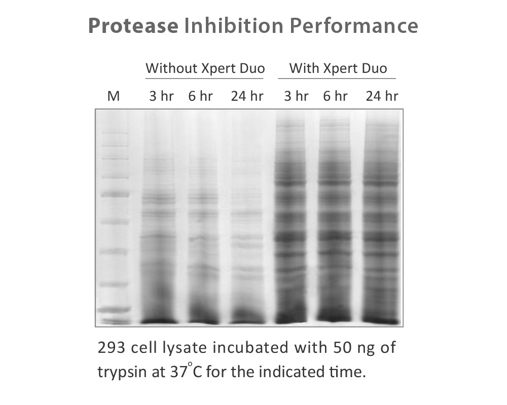 Xpert Duo Inhibitor Cocktail Solution(100X)