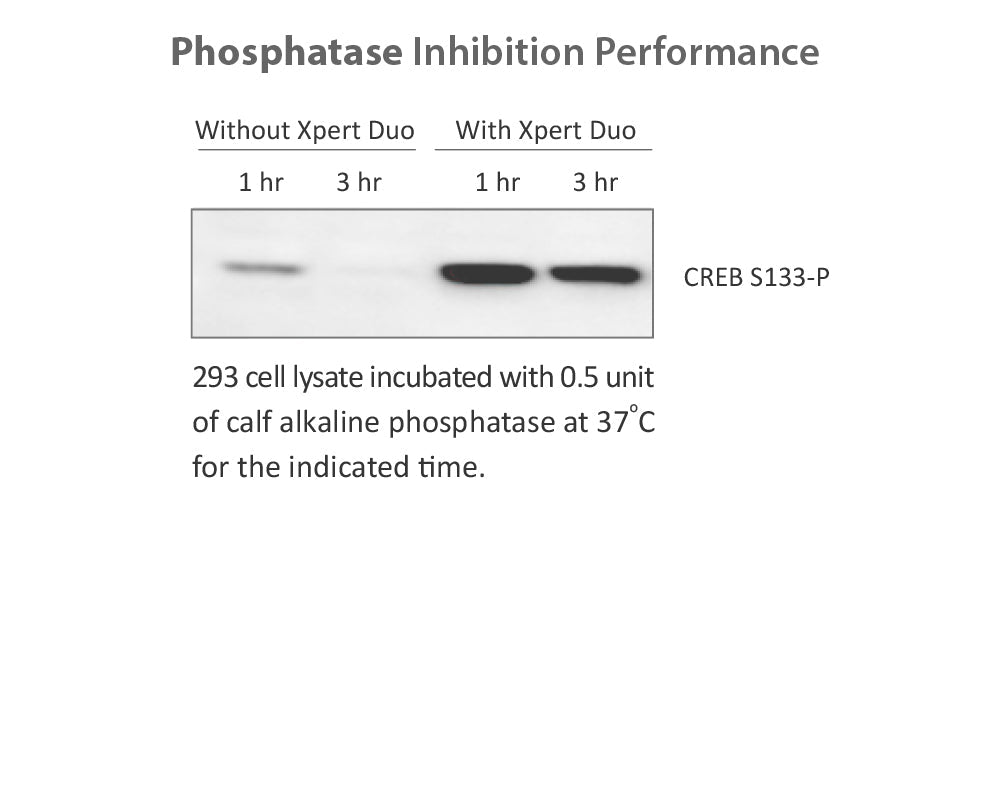 Xpert Duo Inhibitor Cocktail Solution(100X)