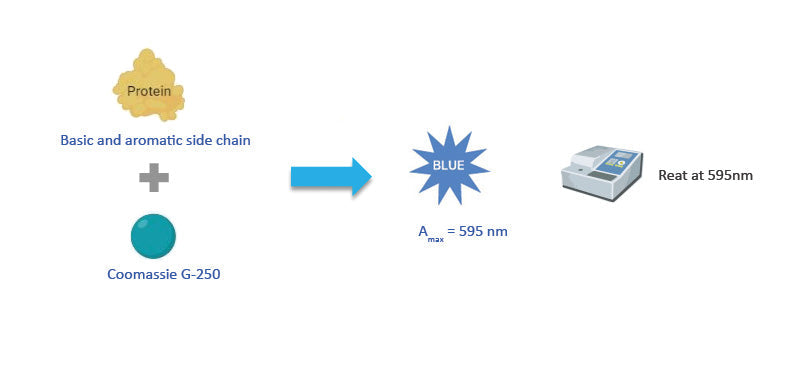 Bradford(Coomassie) Protein Assay Plus Reagents