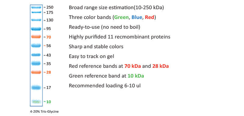 Xpert Prestained Protein Marker