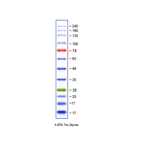 Xpert 2 Prestained Protein Marker
