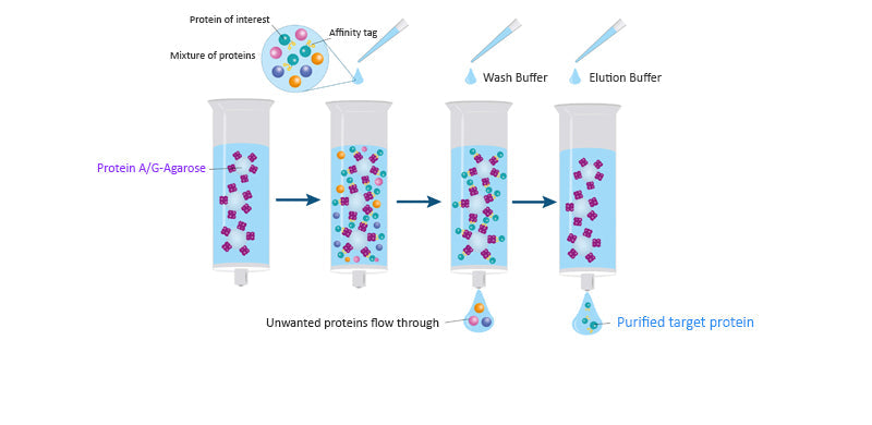 PureSelect Protein A/G Agarose Fast-Flow