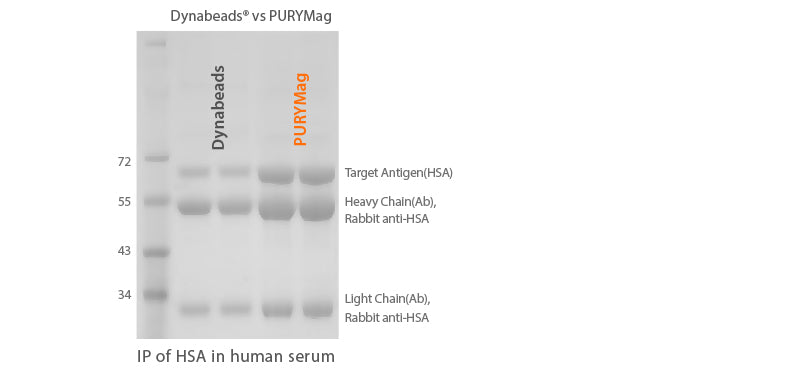 PURYMag Protein G