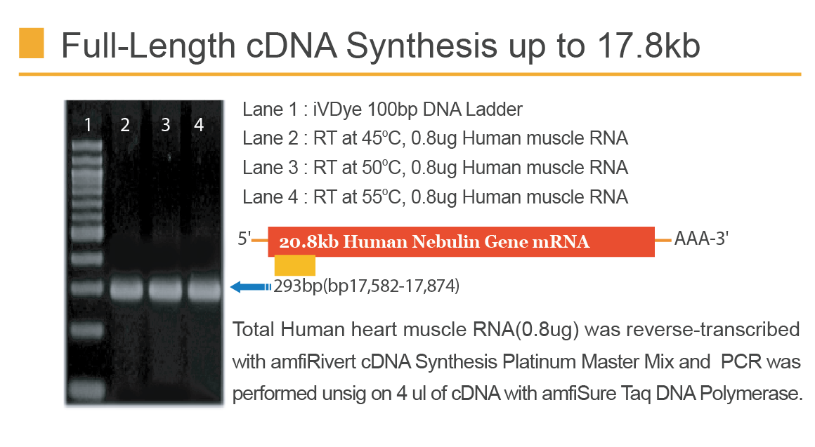 amfiRivert cDNA Synthesis Platinum Master Mix