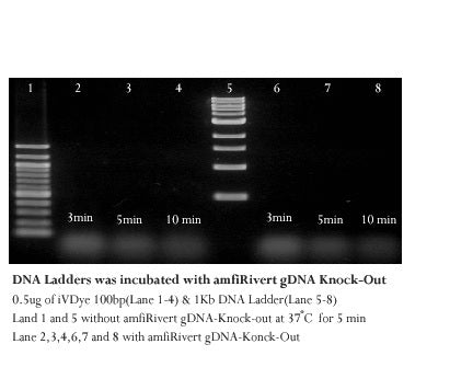 gRazor, Genomic DNA Removal Enzyme Mix(5X)