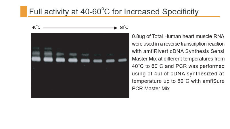 amfiRivert Sensi cDNA Synthesis Master Mix(4X)
