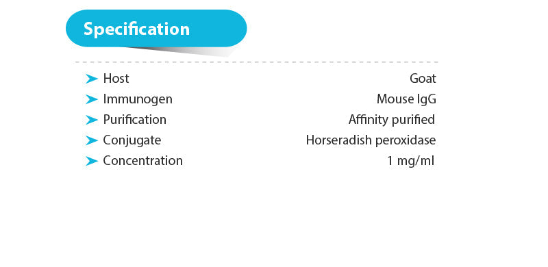 Goat anti-Mouse IgG(H+L)-HRP, 1mg/ml, 500ul