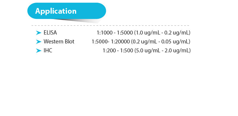 Goat anti-Rabbit IgG(H+L)-HRP, 1mg/ml