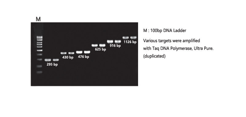 Taq DNA Polymerase, 5 units/ul, Ultrapure
