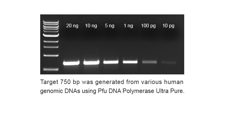 Pfu DNA Polymerase Ultra Pure, 5 units/ul