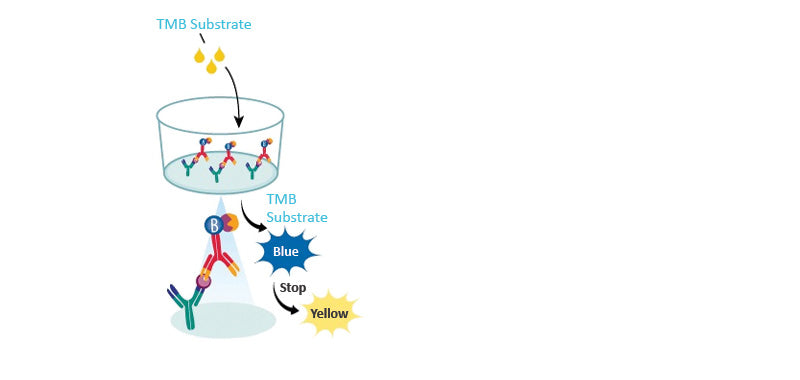TMB Substrate Solution, High Sensitivity