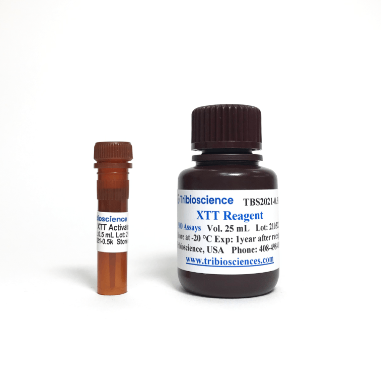 XTT Cell Viability Assay