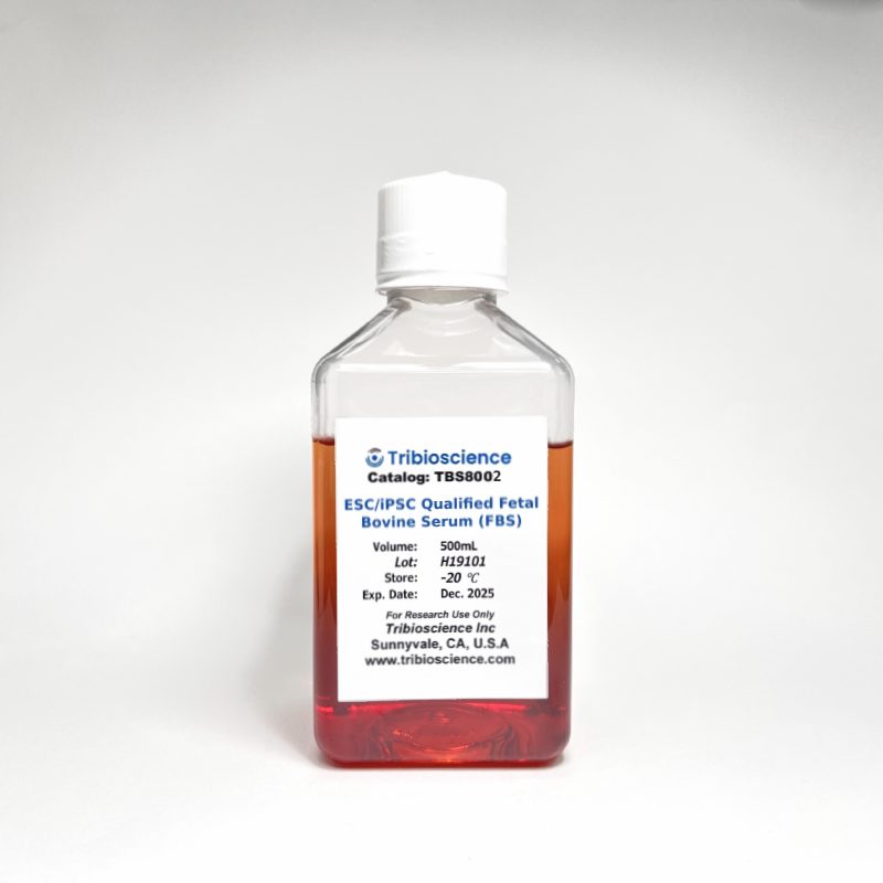 Tribo™ ESC/iPSC Qualified Fetal Bovine Serum (FBS)