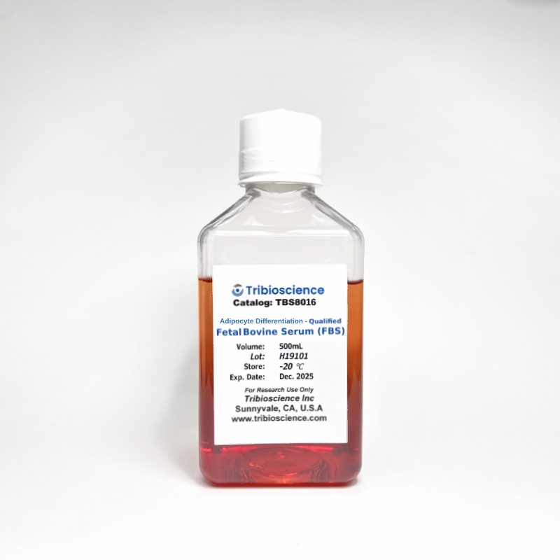 Tribo™ Adipocyte Differentiation-Qualified Fetal Bovine Serum (FBS)