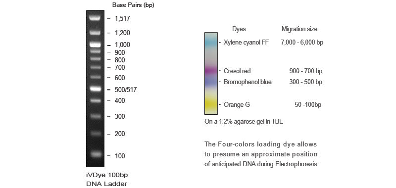 iVDye 100bp DNA Ladder