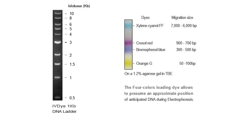 iVDye 1Kb DNA Ladder