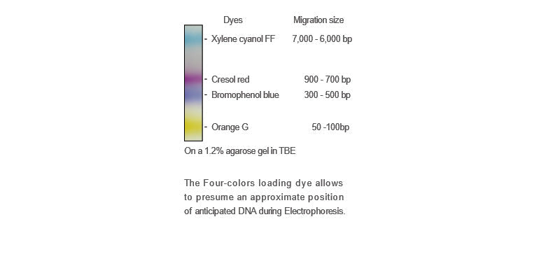 iVDye 6X Gel Loading Dye 1ml