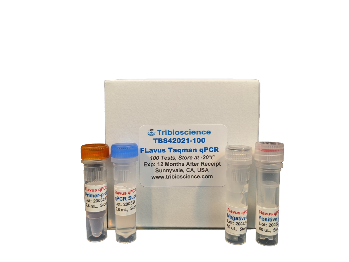 Aspergillus Flavus TaqMan PCR Detection