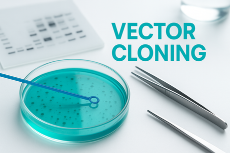 Vector Cloning