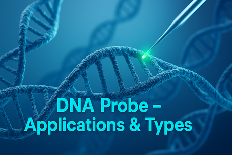 DNA Probe – Applications, Types
