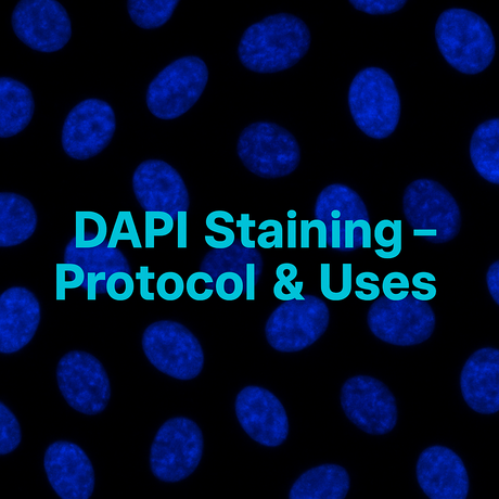 DAPI Staining – Protocol, Uses