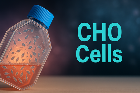 CHO Cells