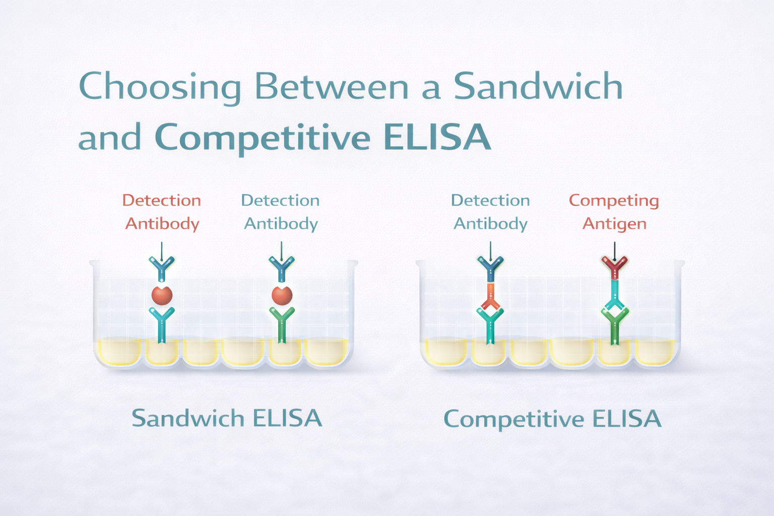 Sandwich and Competitive ELISA