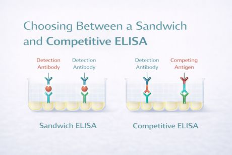 Sandwich and Competitive ELISA