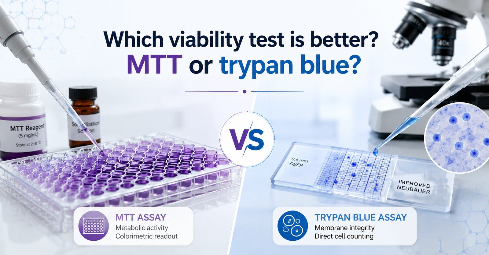 MTT Assay