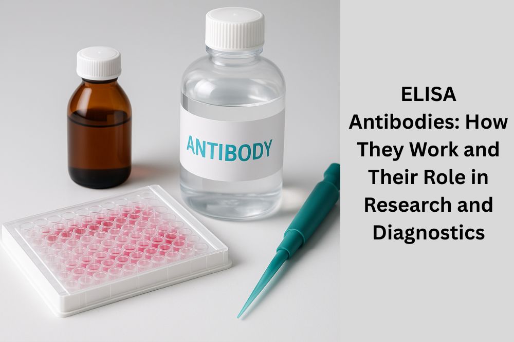 Primary vs Secondary ELISA Antibodies