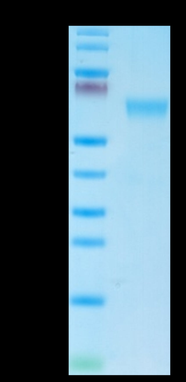 Mouse NKG2A&CD94 on Tris-Bis PAGE under reduced condition. The purity is greater than 95%.