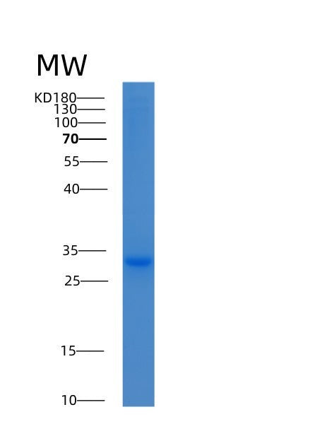 SDS-PAGE analysis of Human YWHAH (14-3-3 Protein Eta) - Recombinant Protein, showing >95% purity under 15% SDS-PAGE (Reduced)