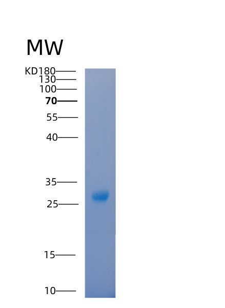 SDS-PAGE analysis of Human YWHAB (14-3-3 Protein Beta/Alpha) - Recombinant Protein, showing >90% purity under 15% SDS-PAGE (Reduced)