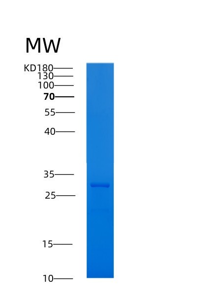 SDS-PAGE analysis of Human YWHAG (14-3-3 Protein Gamma) - Recombinant Protein, showing >85% purity under 15% SDS-PAGE (Reduced)