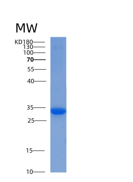 SDS-PAGE analysis of Human YWHAE (14-3-3 Protein Epsilon) - Recombinant Protein, showing >95% purity under 15% SDS-PAGE (Reduced)