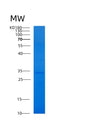 SDS-PAGE analysis of Human YWHAH (14-3-3 Protein Eta) - Recombinant Protein, showing >85% purity under 15% SDS-PAGE (Reduced)