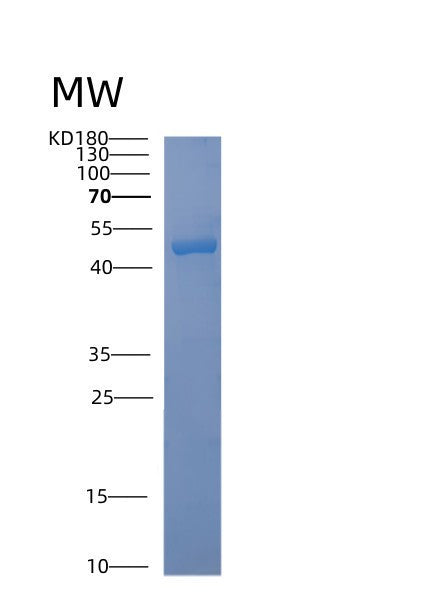 SDS-PAGE analysis of Human ACAD8 (Isobutyryl-Coa Dehydrogenase, Mitochondrial) - Recombinant Protein, showing >85% purity under 15% SDS-PAGE (Reduced)