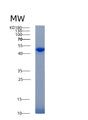 SDS-PAGE analysis of Human ACP3 (Prostatic Acid Phosphatase) - Recombinant Protein, showing >90% purity under 15% SDS-PAGE (Reduced)