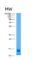 SDS-PAGE analysis of Human ACVR2A (Activin Receptor Type-2A) - Recombinant Protein, showing >85% purity under 15% SDS-PAGE (Reduced)