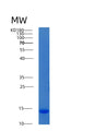 SDS-PAGE analysis of Human ACYP1 (Acylphosphatase-1) - Recombinant Protein, showing >95% purity under 15% SDS-PAGE (Reduced)