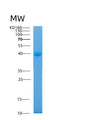SDS-PAGE analysis of Human ADH1C (Alcohol Dehydrogenase 1C) - Recombinant Protein, showing >90% purity under 15% SDS-PAGE (Reduced)