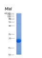 SDS-PAGE analysis of Human AGR2 (Anterior Gradient Protein 2 Homolog) - Recombinant Protein, showing >90% purity under 15% SDS-PAGE (Reduced)