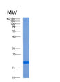 SDS-PAGE analysis of Human AGR3 (Anterior Gradient Protein 3) - Recombinant Protein, showing >85% purity under 15% SDS-PAGE (Reduced)
