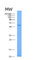 SDS-PAGE analysis of Human AHCY (Adenosylhomocysteinase) - Recombinant Protein, showing >90% purity under 15% SDS-PAGE (Reduced)