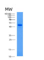 SDS-PAGE analysis of Human AHCY (Adenosylhomocysteinase) - Recombinant Protein, showing >85% purity under 15% SDS-PAGE (Reduced)